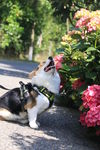 柯基犬