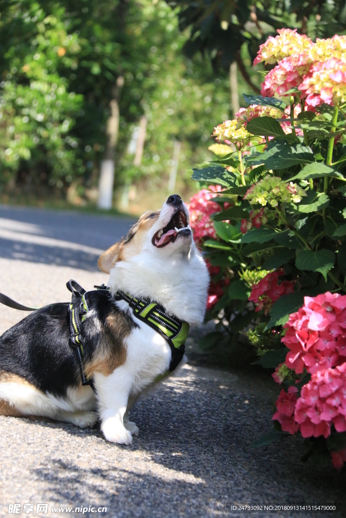 柯基犬