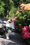 柯基犬