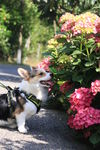 柯基犬