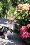 柯基犬