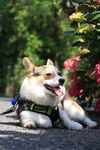 柯基犬