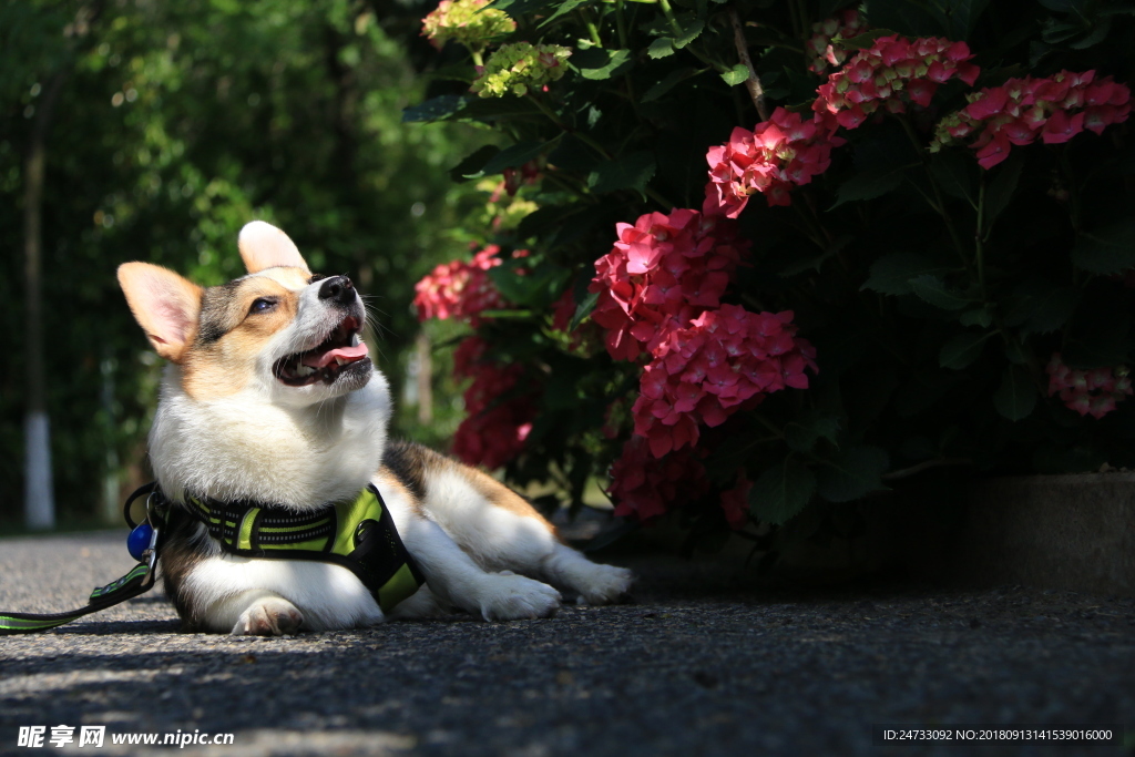 柯基犬