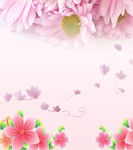 菊花   花朵