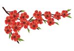 梅花素材
