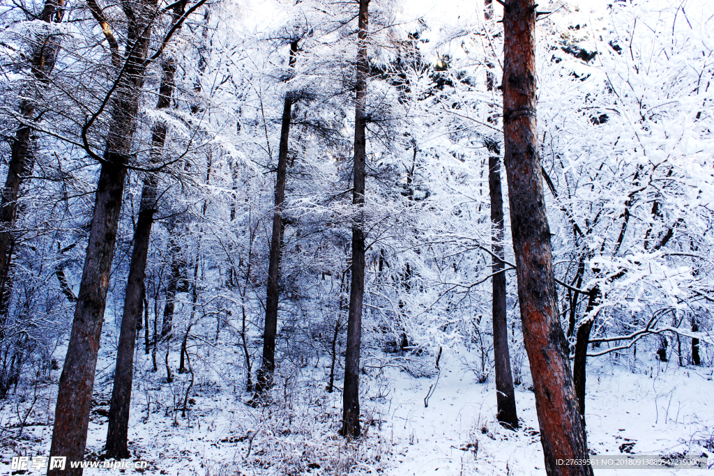 雪后的松林