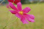波斯菊