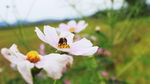波斯菊