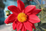 小丽花