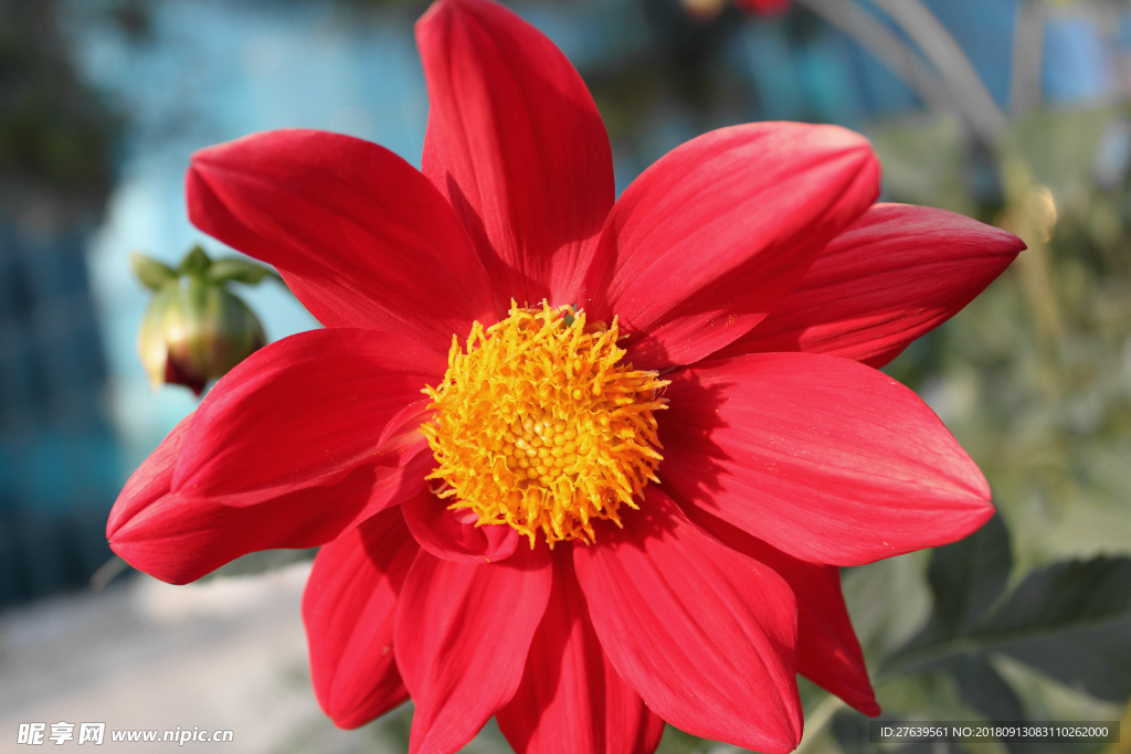 小丽花