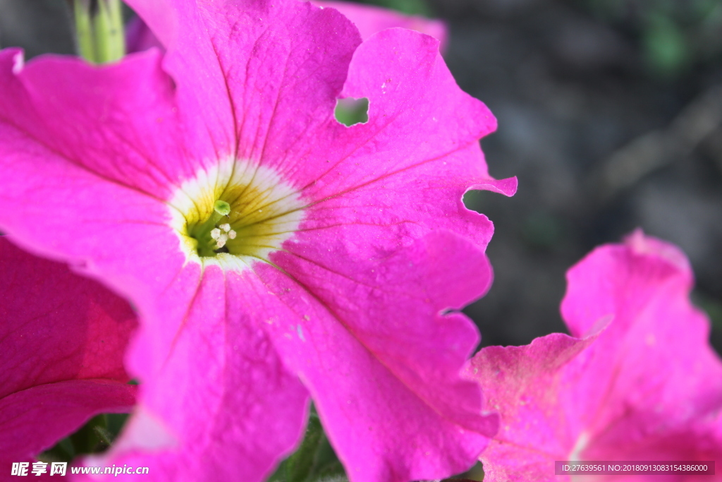 鲜花