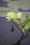 莲花图片