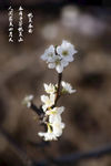 桃花设计素材图片