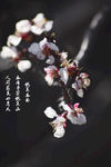 桃花图片设计素材