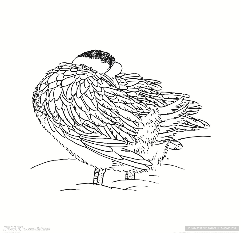 鸟