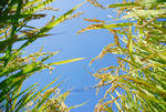 天空 稻谷