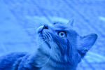 二胖 少爷 猫 动物