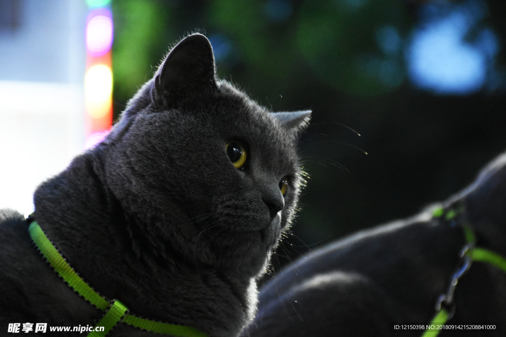 猫 蓝猫 烟头 大胖