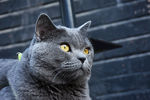 大胖 烟头 猫 蓝猫