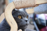 大胖 猫 蓝猫 烟头