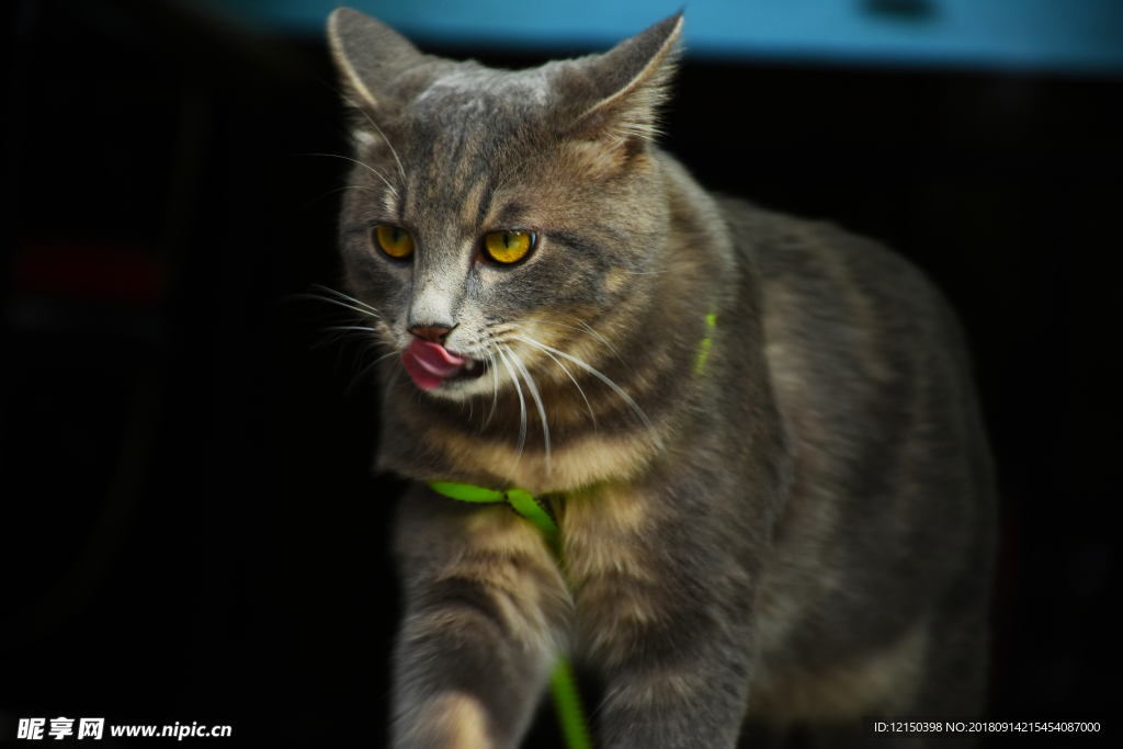 少爷 二胖 猫 动物