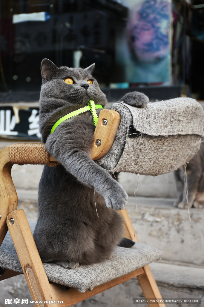 大胖猫 烟头 猫 动物