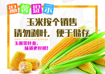 玉米温馨提示
