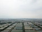 水田