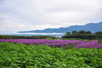 马鞭草远景