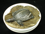 甲鱼