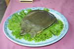 甲鱼