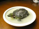 甲鱼