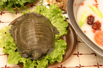 甲鱼火锅