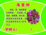 海棠树