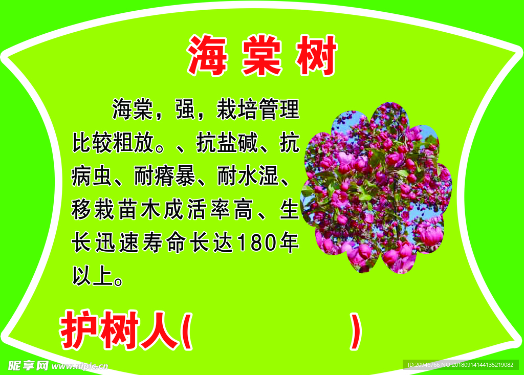 海棠树