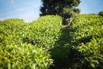 高山阳光茶园茶叶茶田