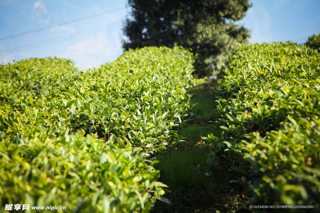 高山阳光茶园茶叶茶田