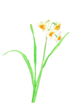 花卉