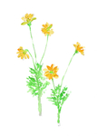 雏菊