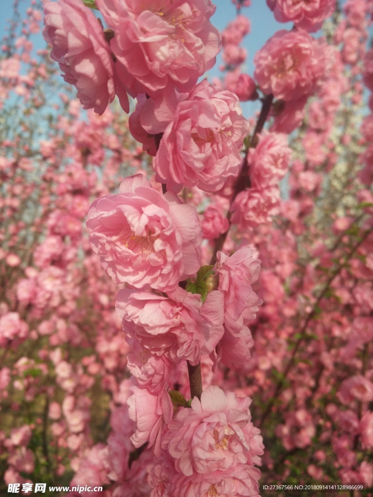 粉色的花