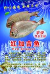 红加吉鱼