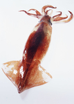 新鲜鱼虾贝蟹类水生物