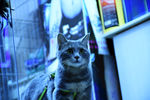 二胖猫 少爷 猫 动物