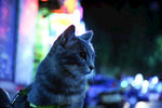 少爷 猫 二胖猫