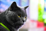 大胖 烟头 猫 蓝猫