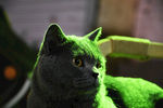 大胖 蓝猫 烟头 猫