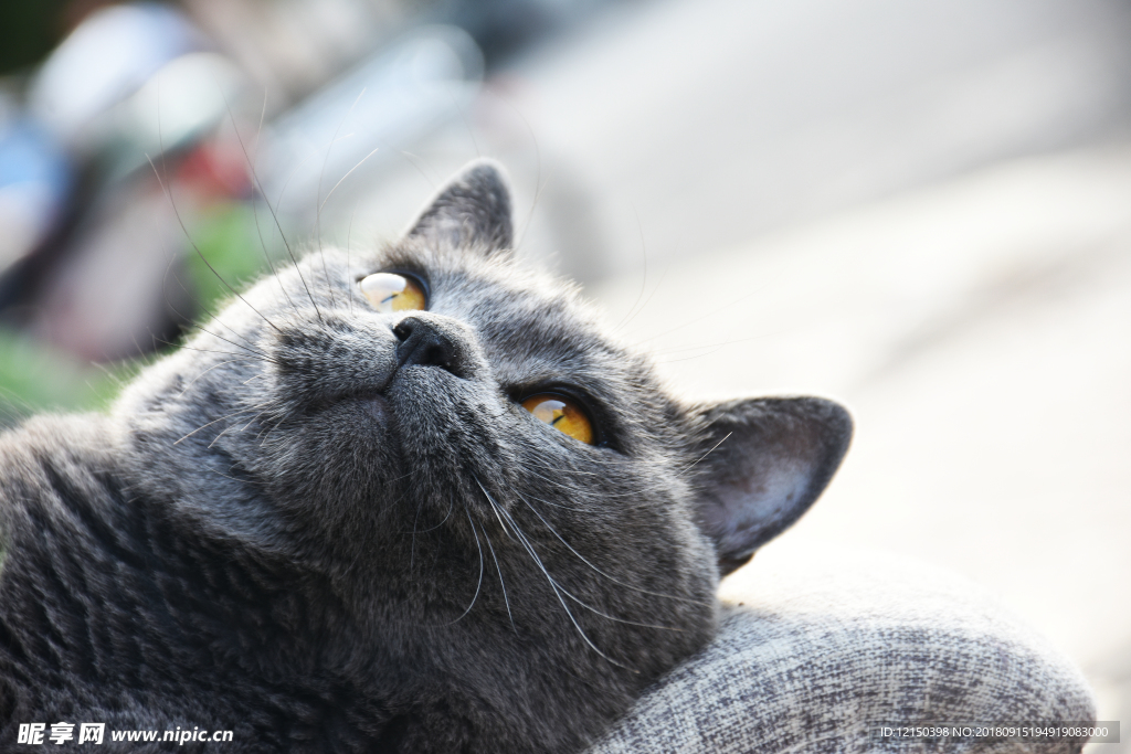 大胖 烟头 蓝猫 动物 猫