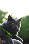 大胖 烟头 猫 蓝猫