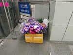 地铁站门口的花