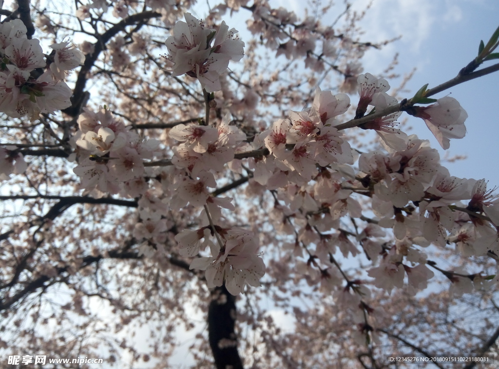 春天的天空下桃花朵朵开